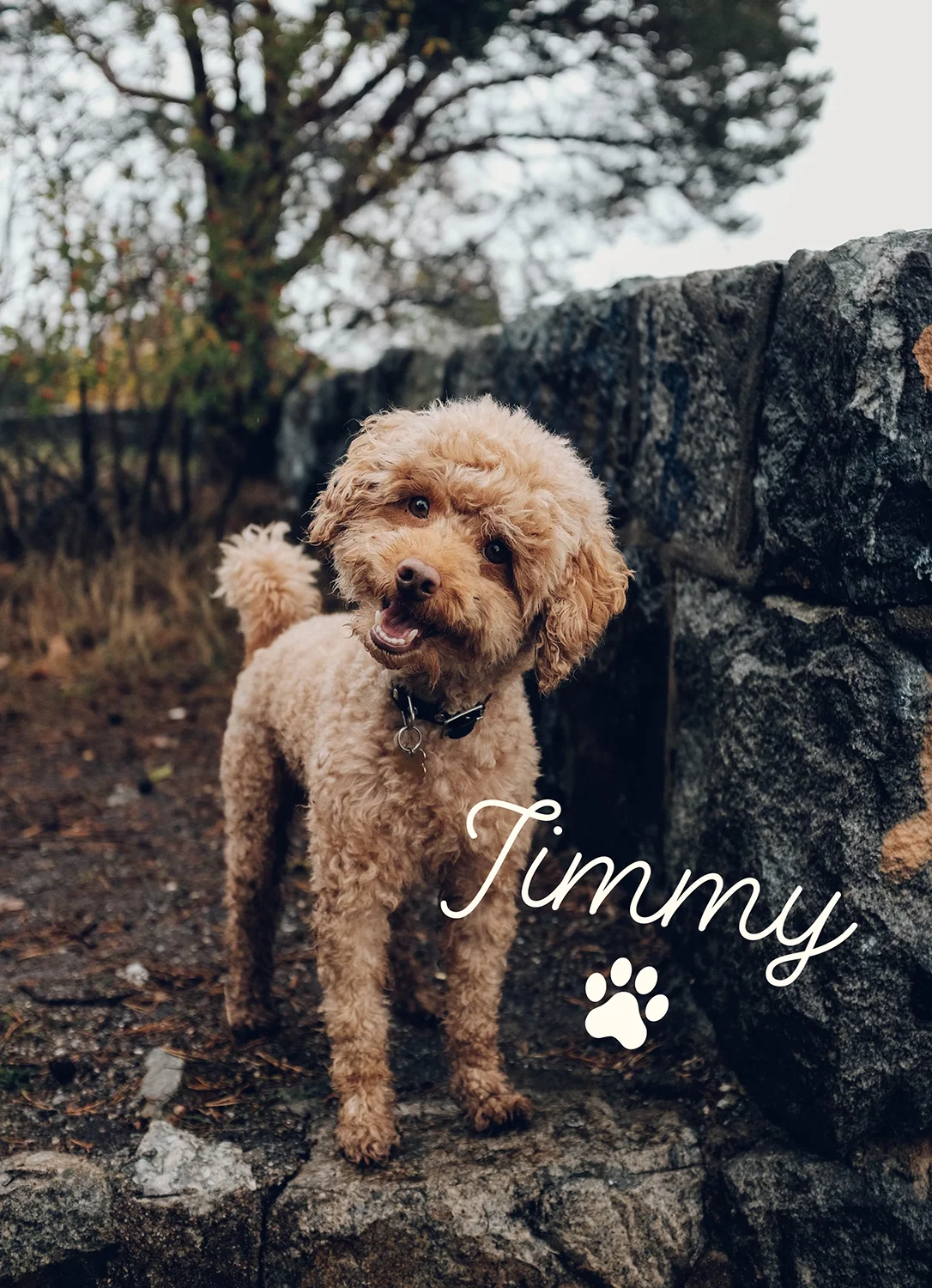 cockapoo dog enjoying his walk and tilting his head to one side
